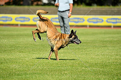 Stylish Motion`s Apple